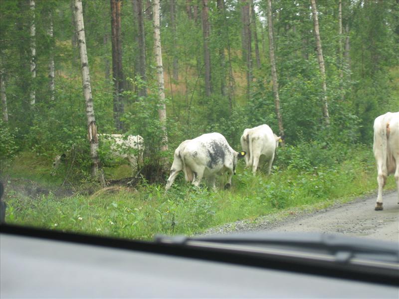 Sweden 2007-08 047